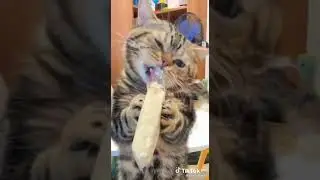 #самыйголодный