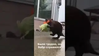 Несуны 😀.  Все как мы любим.