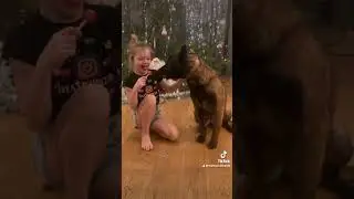 Малинуа «Арма» и Злата