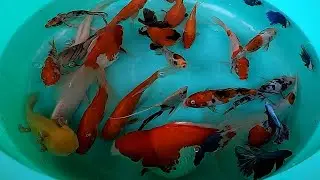 Ducks Ducklings Axolotl Axolotls Goldfish Koi Carp Halfmoon Betta Fish Angelfish Cute animals Videos