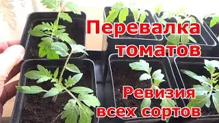 Простые правила пересадки томатов, перевалка в новые емкости. Ревизия всех семян помидоров.