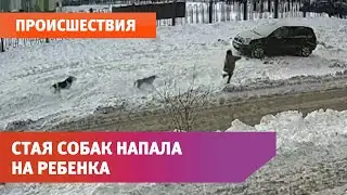 В Оренбурге стая собак напала на ребенка