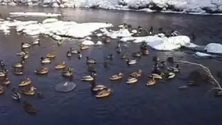 Дикие утки в городе.