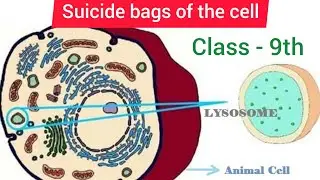 why Lysosomes are known as suicide bags of the Cell?