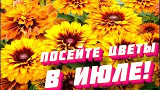 ПОСЕЙТЕ эти ЦВЕТЫ в ИЮЛЕ! Они порадуют цветением в следующем году.