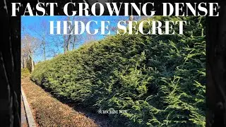 Fast Growing Dense Hedge Secret