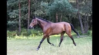 Просто лошади, жующие траву: три минуты счастья