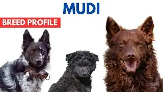 Mudi Dog Breed Profile History - Price - Traits - Mudi Dog Grooming Needs - Lifespan