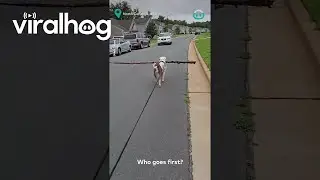 Dog With Extra Large Stick || ViralHog