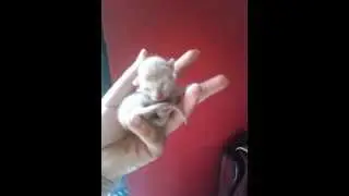 Funny Cats Compilation  -New Born Kitten