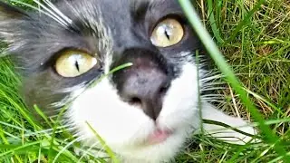 Наши маленькие пушистики. Котёнок Кузя в джунглях!