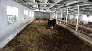 Отел двойняшек .