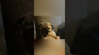 Pug Puppy Tempted With Treats