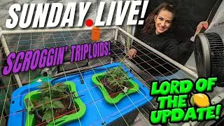 Scrog Setup for The Triploids & LO🍋 Update Day 41 Live Stream!