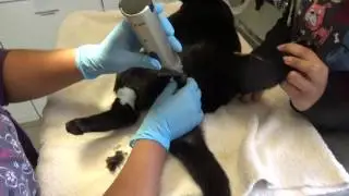 Castration Male Cat