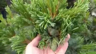 Сосна мелкоцветковая "Бергман"  Pinus parviflora "Bergman"