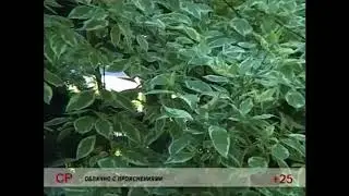 КАКОЙ БУДЕТ ПОГОДА НА ЭТОЙ НЕДЕЛЕ?