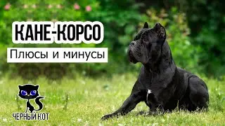 ✔ Кане корсо, плюсы и минусы породы. За что все любят кане-корсо?