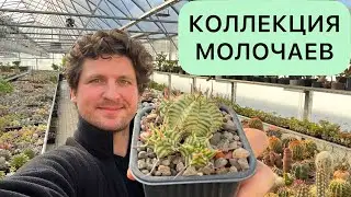 МОЛОЧАИ (EUPHORBIA) // КАКТУСЫ ЦВЕТУТ И ГОТОВЯТСЯ К ЗИМОВКЕ