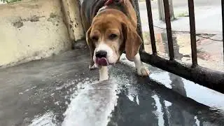 How can I look around when entertainment package is with me | Leo The Beagle