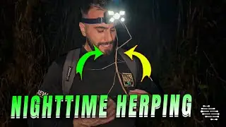 Nighttime Herping Unveils Beautiful Stick Insect
