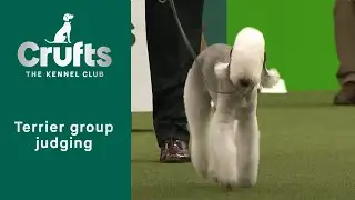 Group Judging (Terrier) and Presentation | Crufts 2023