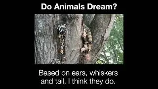 Do Animals Dream?