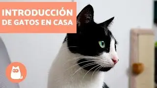 Cómo introducir un segundo gato en casa | Educador de Gats