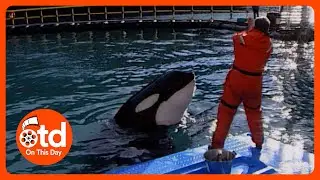 1999: Keiko The Free Willy Killer Whale Learns How to Hunt