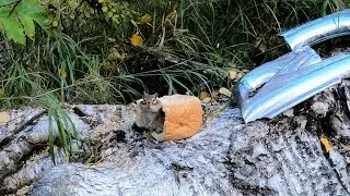 Жадный бурундук. Greedy Chipmunk.
