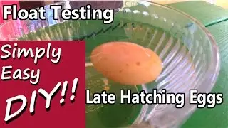 Late Overdue Hatching: Float Testing Egg Viability