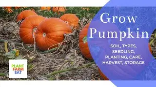 How to grow pumpkins from seeds to harvest