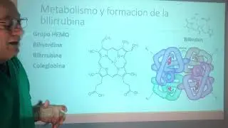 Tríada Portal. Vesícula Biliar y vías biliares. La Bilis. Ampolla y esfinter de Oddi.