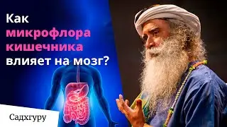 Как здоровье кишечника влияет на здоровье мозга? | Беседа Садхгуру и доктора Эмерана Майера