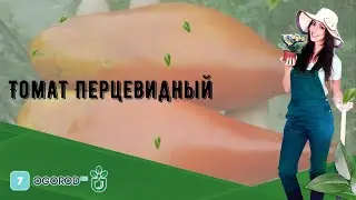 Томат Перцевидный