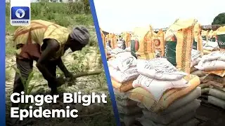 Ginger Blight Epidemic: 5000 Farmers In Kaduna Receive Recovery Packages Worth ₦1.6bn