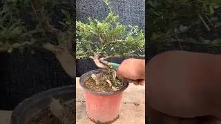 Bonsai tree #shots #bonsairepotting #bonsaitree