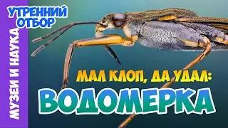 Водомерки – между воздухом и водой. Тимофей Левченко