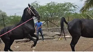 masal brothers stud farm Maharashtra