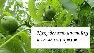 Настойка из зеленых грецких орехов. Эликсир молодости. Лечебная настойка. // Олег Карп