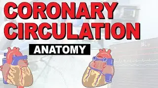 The Anatomy of the Coronary Circulation