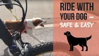 How To Ride A Bike With Your Dog (The Safe & Easy Way)