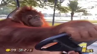 Mario Kart IRL