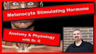 Melanocyte Stimulating Hormone:  Anatomy and Physiology