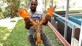 Лобстеры/Lobsters | Почему они такие дорогие ?