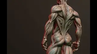 Zbrush 3.5 Zsketch_anatomy