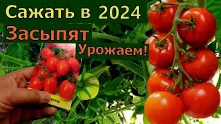 Лучший Томат на посадку в 2024 году! Мега урожайный ПОМИДОР