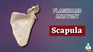 Scapula | Flashcard Anatomy