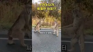 스라소니가 무서운 동물인 이유