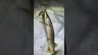 #pike #pikefishing #fishing #щука #щуканажерлицы #навстречуприключениям